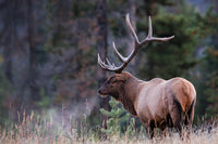 Fall Elk 8" x 12" fine art matted print