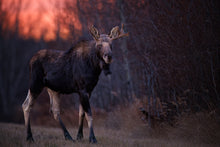 Load image into Gallery viewer, Early Morning Moose Limited Edition Print

