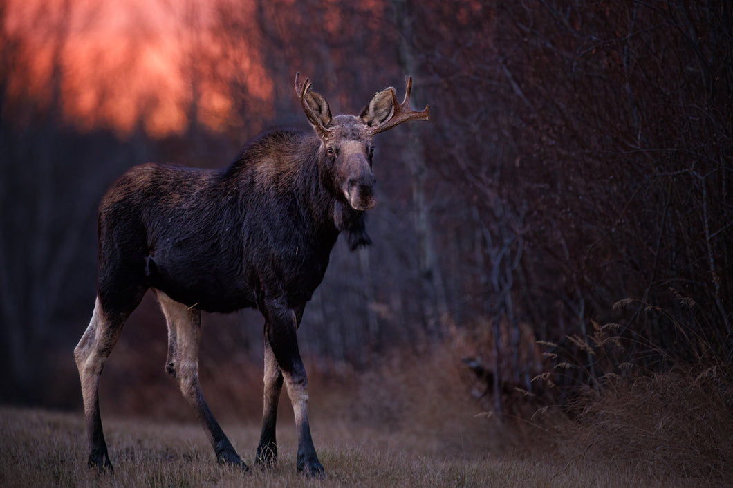 Early Morning Moose Limited Edition Print