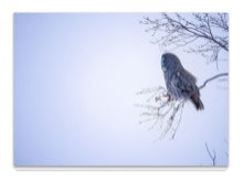 Load image into Gallery viewer, Enjoy the Quiet Times 5&quot; x 7&quot; Fine Art Wildlife Photography Greeting Card
