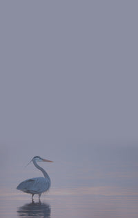 Evening Serenity - Fine Art Wildlife Photography Large Notepad