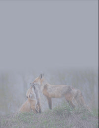 Family Affection - Fine Art Wildlife Photography Small Notepad