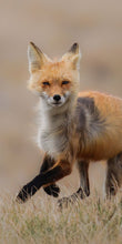 Load image into Gallery viewer, Fox on the Run Cellphone Wallpaper
