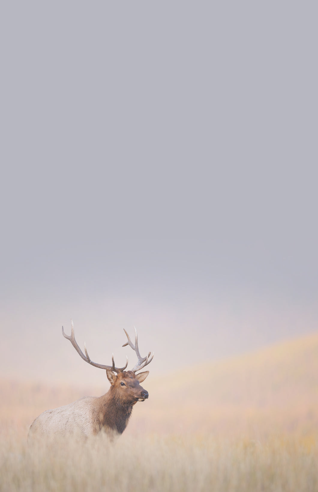 Meadow Elk - Fine Art Wildlife Photography Large Notepad