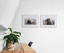 Load image into Gallery viewer, Let Sleeping Bears Lie Limited Edition Print
