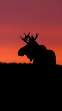 Load image into Gallery viewer, Sunset Moose Cellphone Wallpaper
