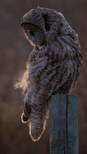 Load image into Gallery viewer, Twilight Owl Cellphone Wallpaper
