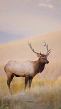 Load image into Gallery viewer, Meadow Elk Cellphone Wallpaper
