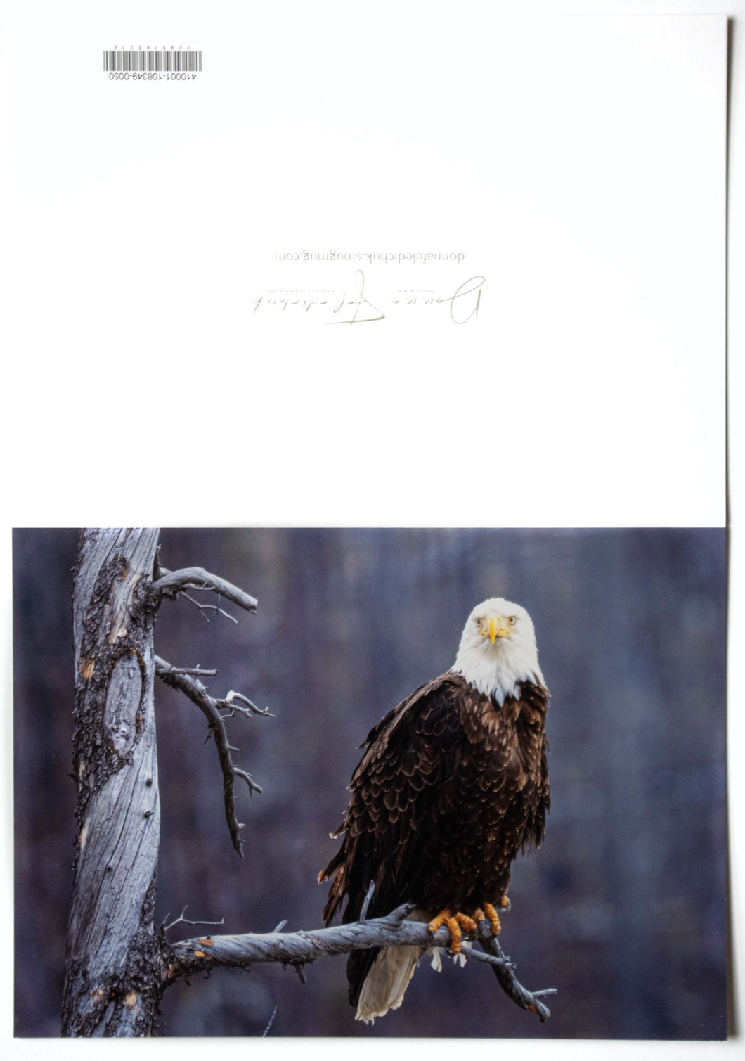 A fine art photography greeting card of a bald eagle