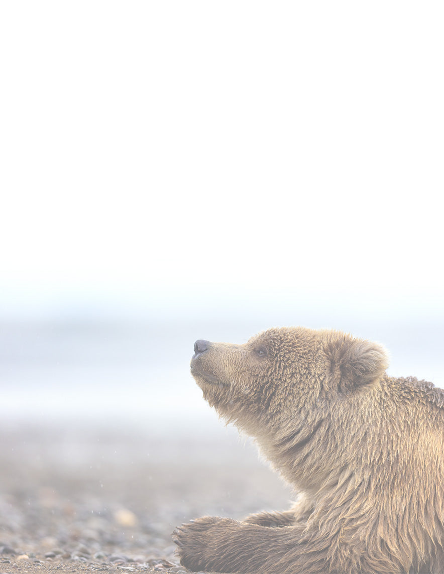 Praying Bear - Fine Art Wildlife Photography Small Notepad