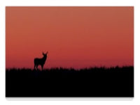 Sunset Deer 5" x 7" Fine Art Wildlife Photography Greeting Card - Donna Feledichuk Wildlife Photography