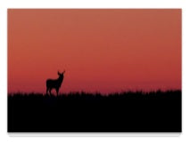Sunset Deer 5