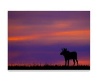 Moose at Sunset 5" x 7" Fine Art Wildlife Photography Greeting Card - Donna Feledichuk Wildlife Photography