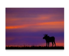 Moose at Sunset 5