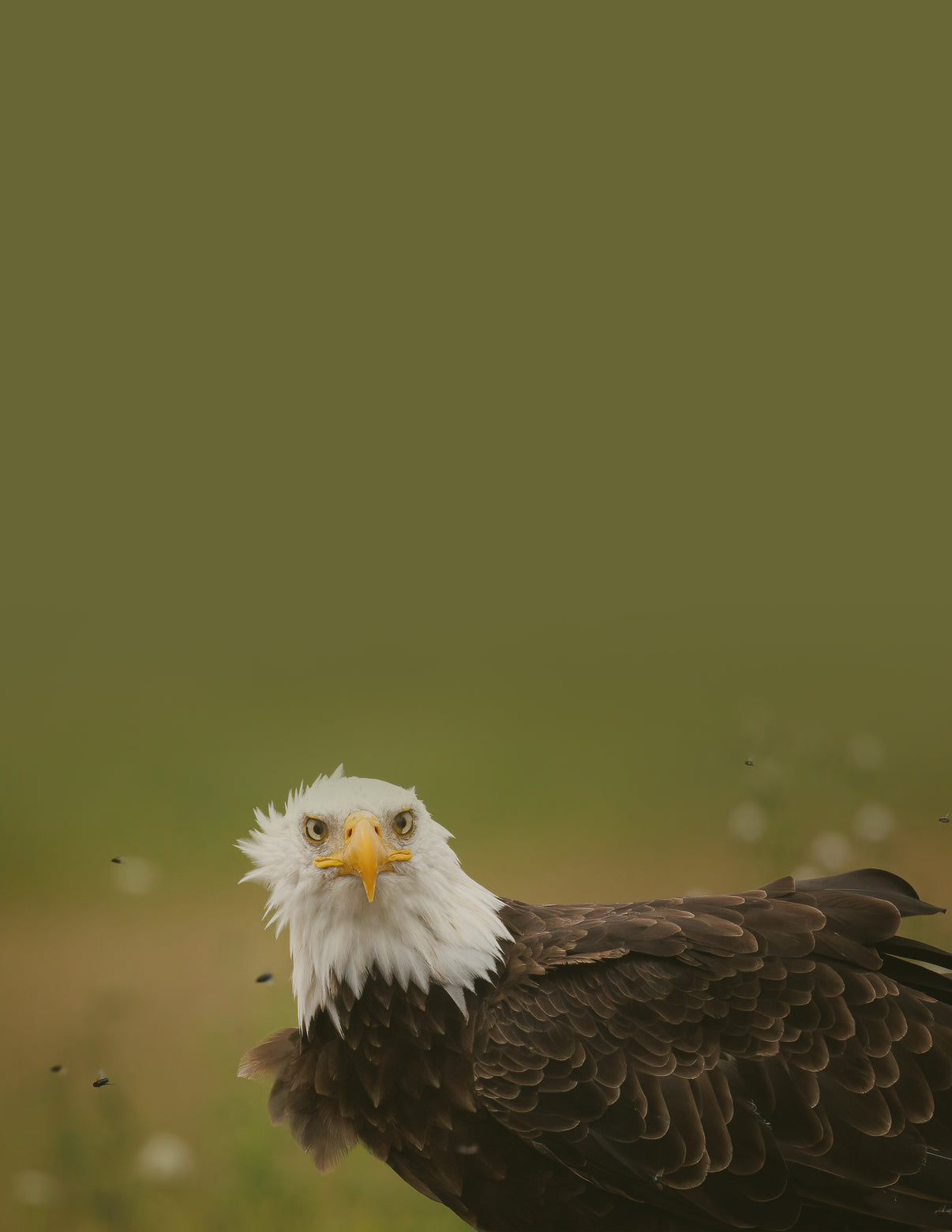 What Are You Looking At? - Fine Art Wildlife Photography Small Notepad - Donna Feledichuk Wildlife Photography