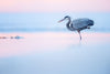 Balancing Act Limited Edition Print - Donna Feledichuk Wildlife Photography