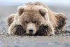 Waiting for Mom Limited Edition Print - Donna Feledichuk Wildlife Photography