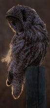 Load image into Gallery viewer, Twilight Owl Cellphone Wallpaper
