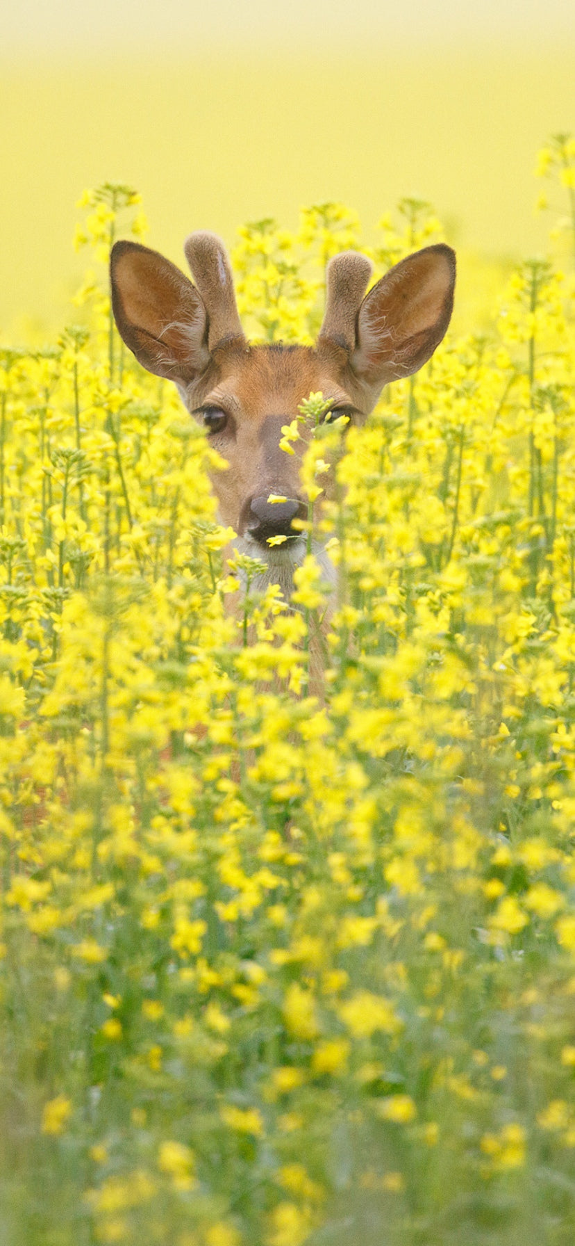 Field of Dreams Cellphone Wallpaper - Donna Feledichuk Wildlife Photography