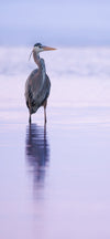 Sunset Heron Cellphone Wallpaper