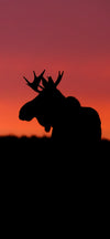 Sunset Moose Cellphone Wallpaper