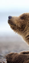 Load image into Gallery viewer, Praying Bear Cellphone Wallpaper
