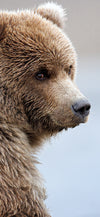 The Look Cellphone Wallpaper - Donna Feledichuk Wildlife Photography