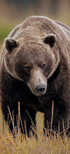 The Big Boy Cellphone Wallpaper - Donna Feledichuk Wildlife Photography