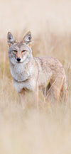 The Stare Cellphone Wallpaper - Donna Feledichuk Wildlife Photography