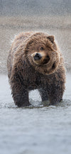 Shake It Off Cellphone Wallpaper - Donna Feledichuk Wildlife Photography