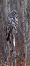 Through the Trees Cellphone Wallpaper - Donna Feledichuk Wildlife Photography