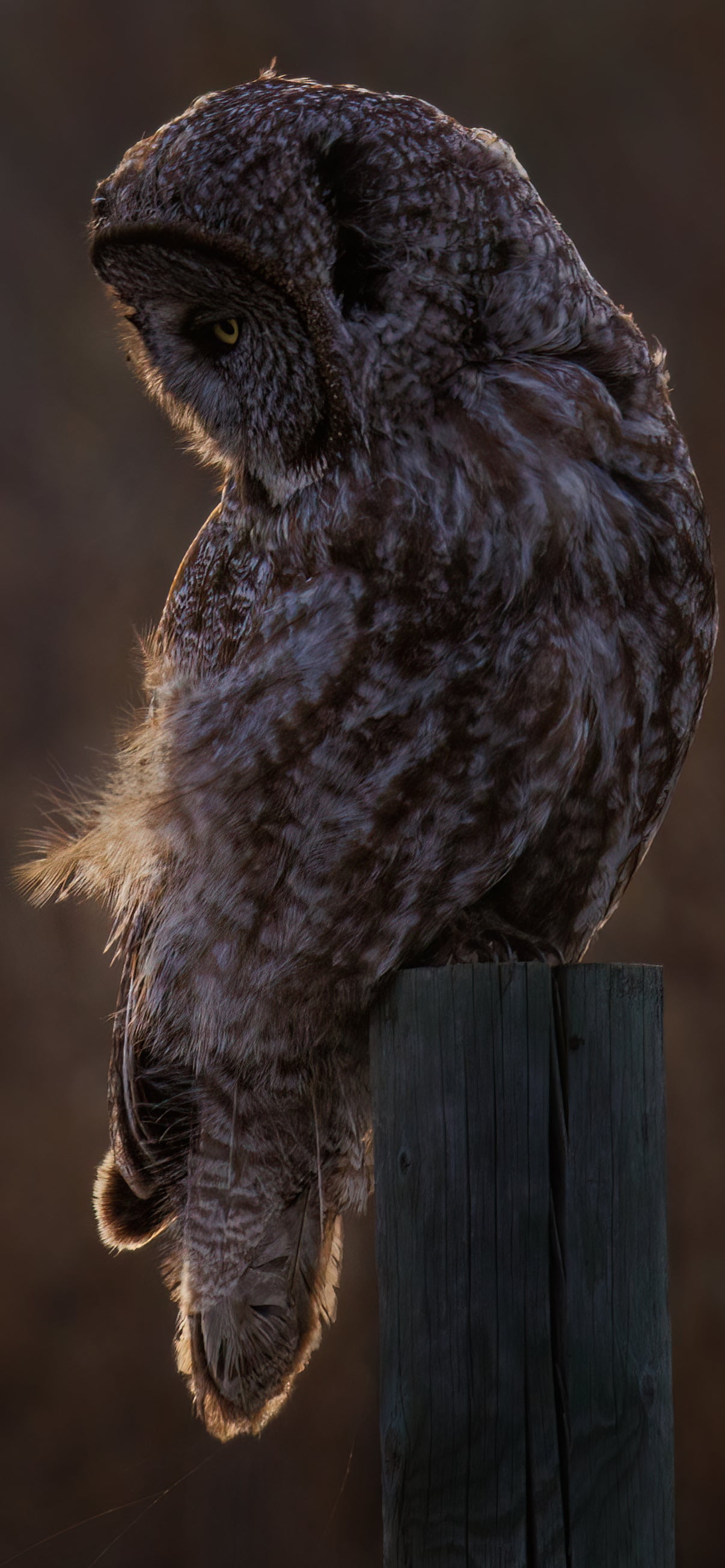 Twilight Owl Cellphone Wallpaper - Donna Feledichuk Wildlife Photography