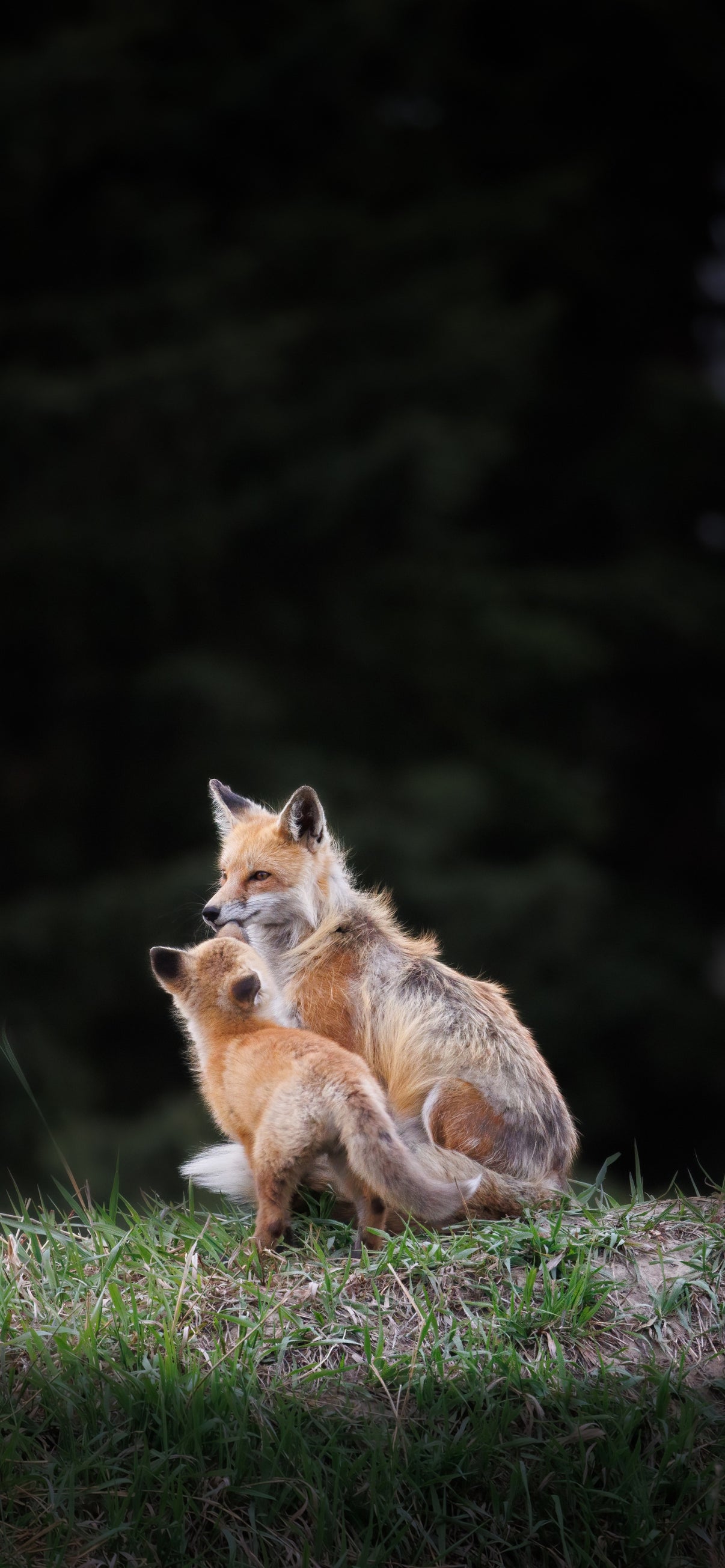 Affection Cellphone Wallpaper - Donna Feledichuk Wildlife Photography