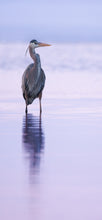 Load image into Gallery viewer, Sunset Heron Cellphone Wallpaper
