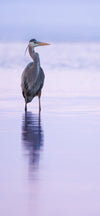 Sunset Heron Cellphone Wallpaper