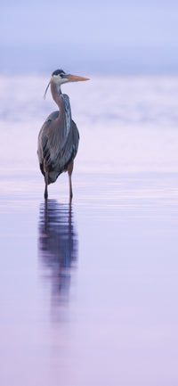 Sunset Heron Cellphone Wallpaper