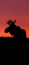 Sunset Moose Cellphone Wallpaper