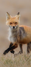 Load image into Gallery viewer, Fox on the Run Cellphone Wallpaper
