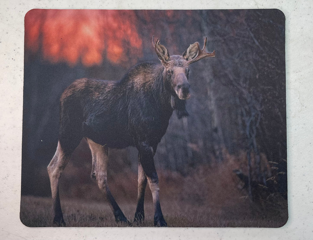 Early Morning Moose Wildlife Photography Mousepad