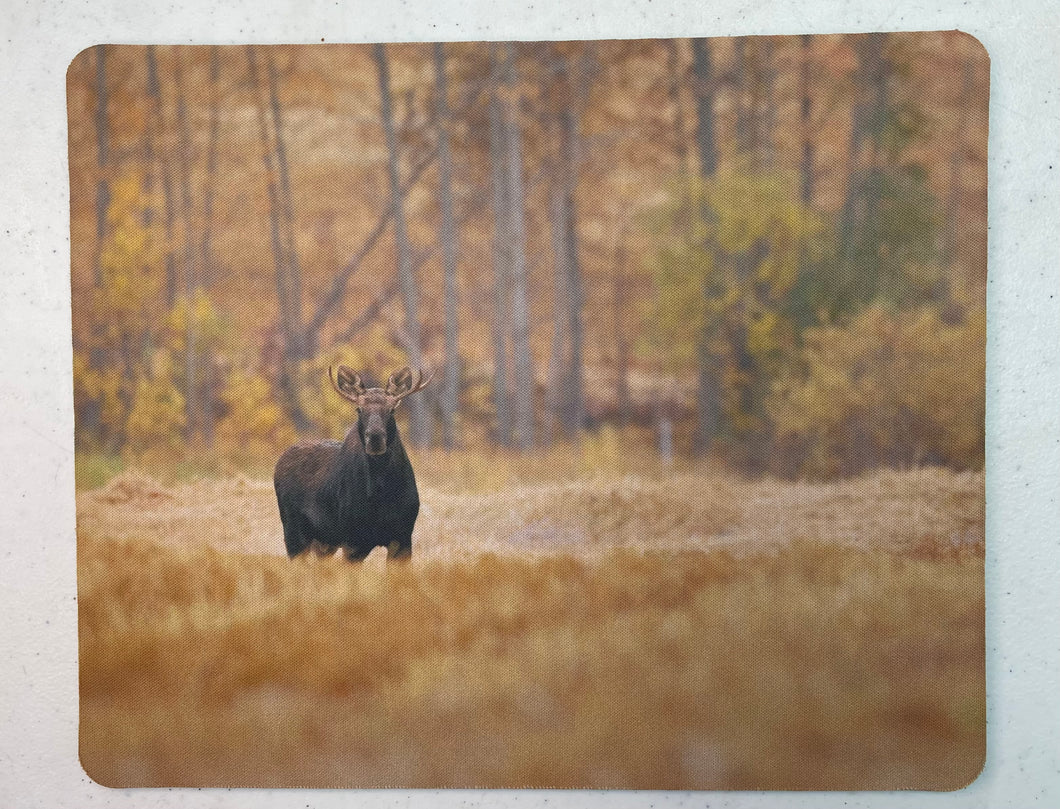 Fall Moose Wildlife Photography Mousepad