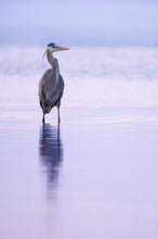 Load image into Gallery viewer, Sunset Heron Cellphone Wallpaper
